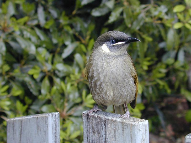 Lewin's_Honeyeater__Meliphaga_lewinii__003.jpg