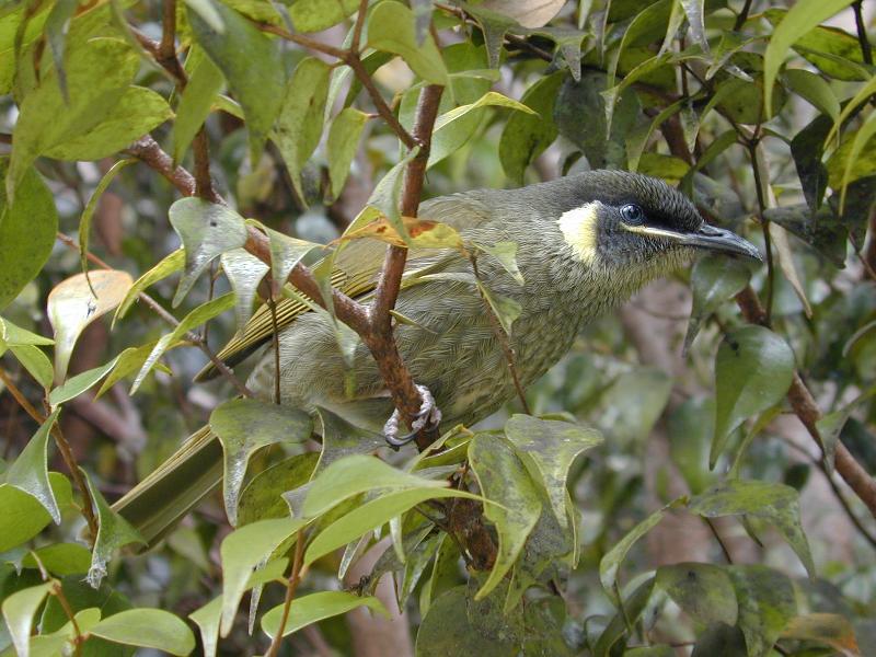 Lewin's_Honeyeater__Meliphaga_lewinii__004.jpg