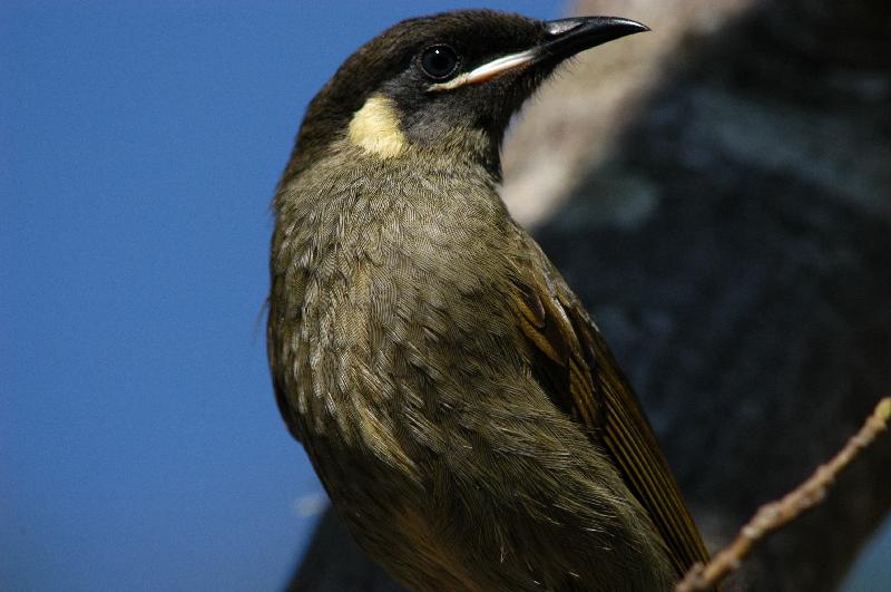 Lewin's_Honeyeater__Meliphaga_lewinii__007.jpg