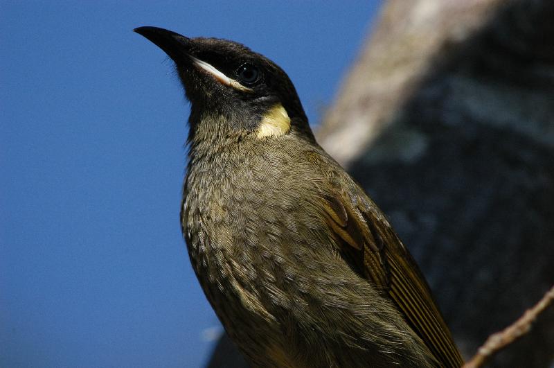 Lewin's_Honeyeater__Meliphaga_lewinii__008.jpg