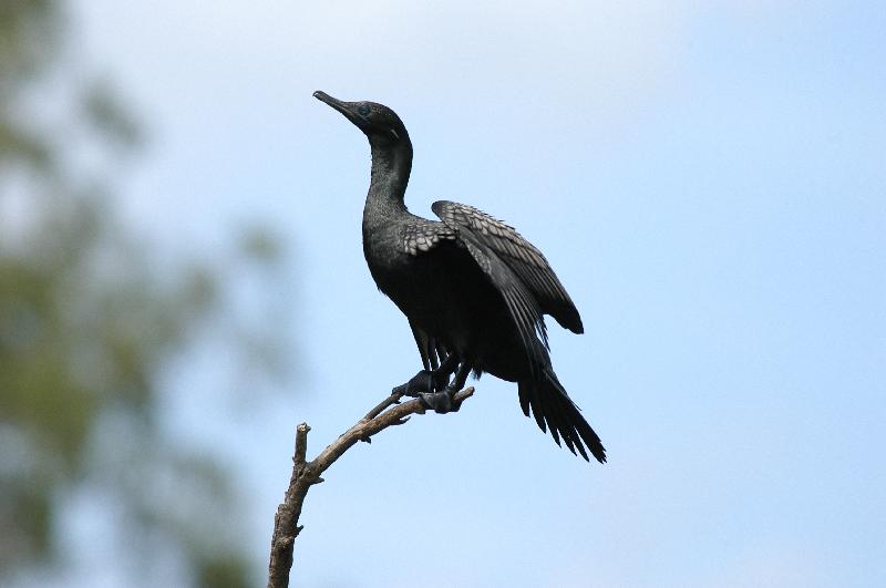 Little_Black_Cormorant__Phalacrocorax_sulcirostris__001.jpg