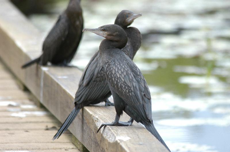 Little_Black_Cormorant__Phalacrocorax_sulcirostris__002.jpg