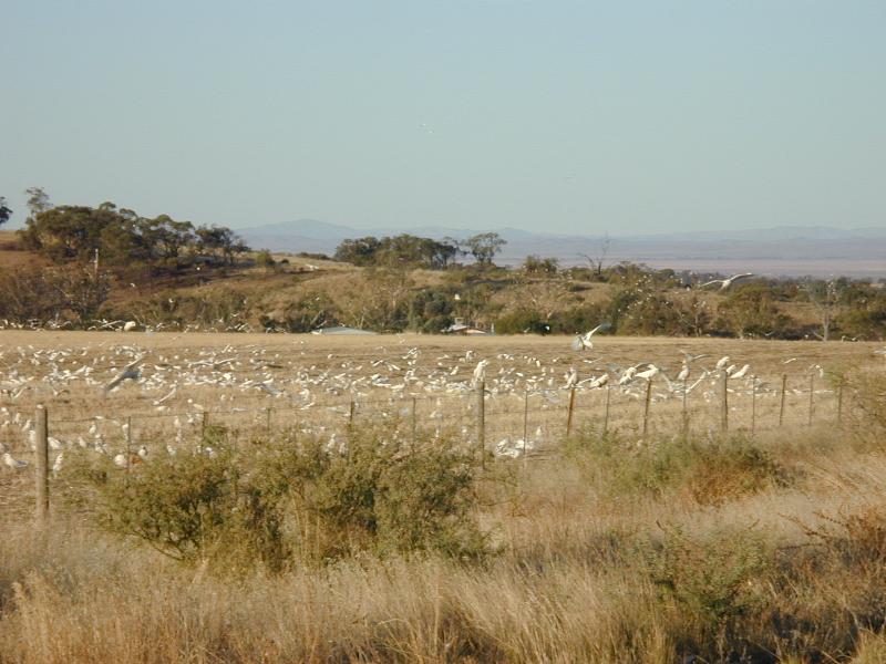 Little_Corella__Cacatua_sanguinea__001.jpg