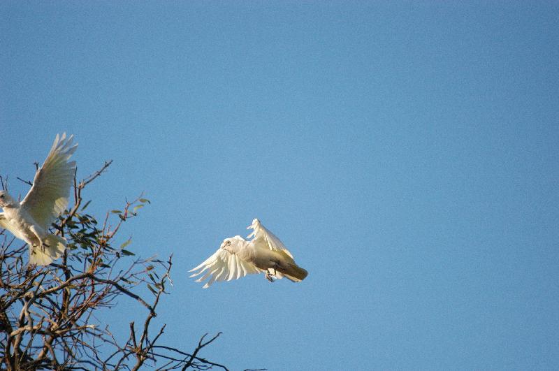 Little_Corella__Cacatua_sanguinea__005.jpg