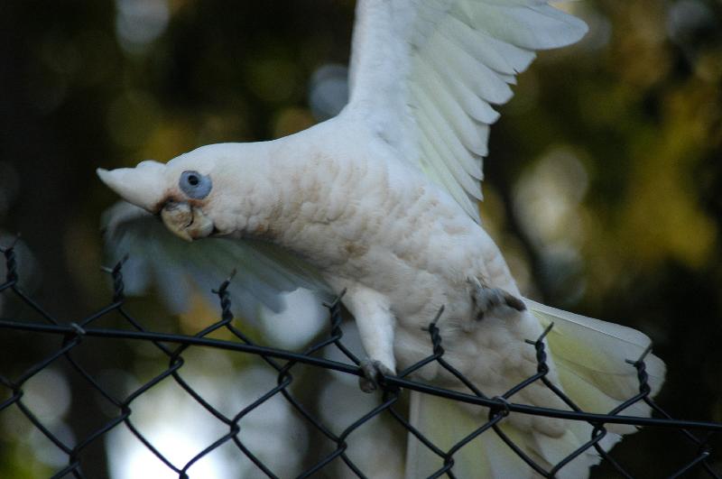 Little_Corella__Cacatua_sanguinea__006.jpg