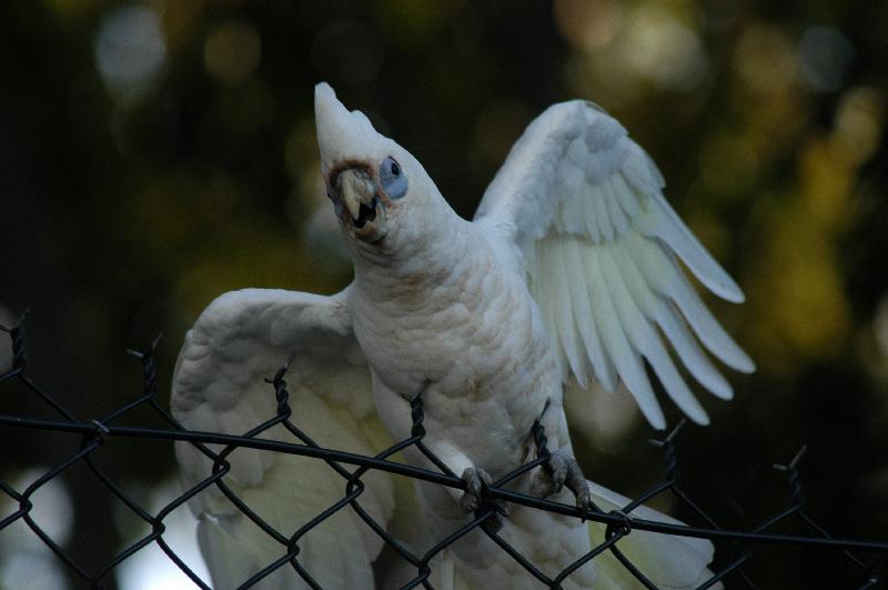 Little_Corella__Cacatua_sanguinea__008.jpg