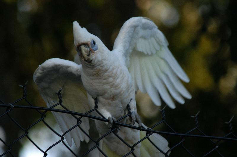 Little_Corella__Cacatua_sanguinea__009.jpg