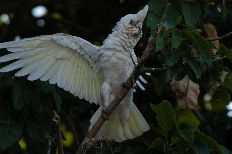 Little_Corella__Cacatua_sanguinea__010.jpg