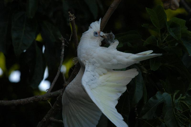 Little_Corella__Cacatua_sanguinea__011.jpg