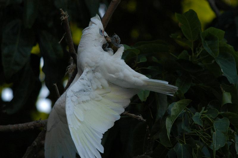 Little_Corella__Cacatua_sanguinea__012.jpg