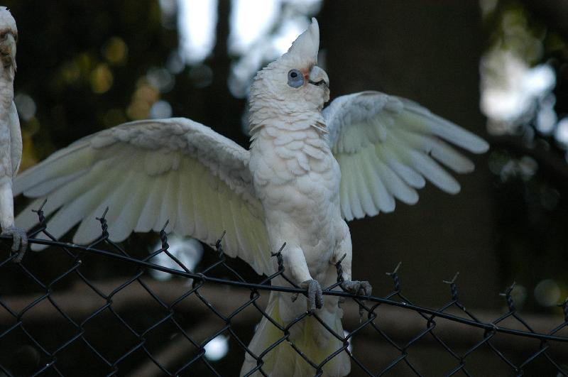 Little_Corella__Cacatua_sanguinea__014.jpg