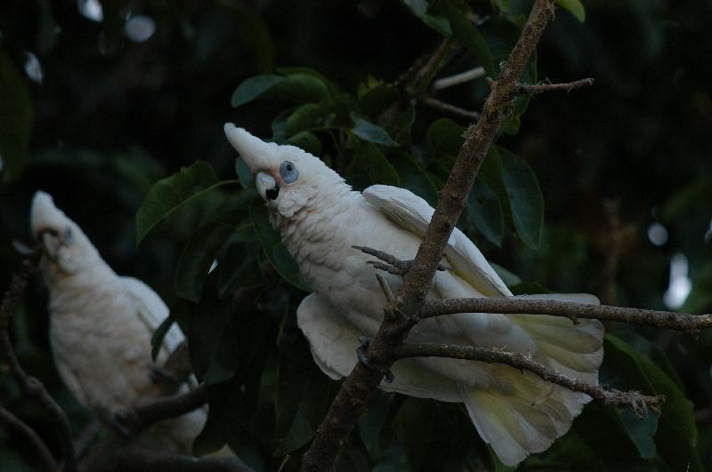 Little_Corella__Cacatua_sanguinea__017.jpg