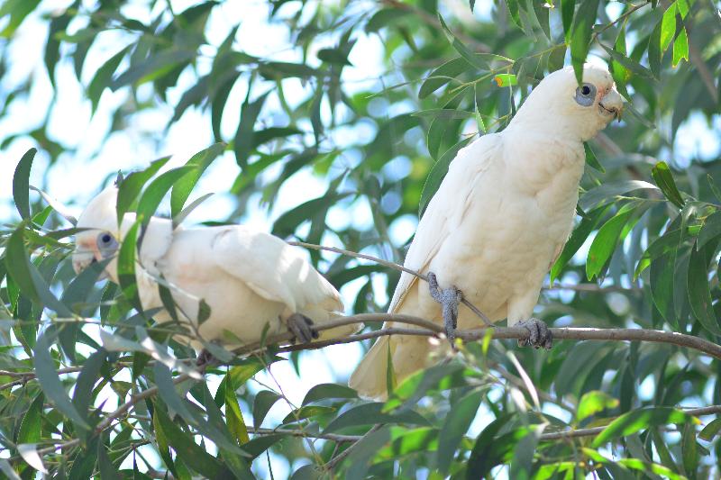 Little_Corella__Cacatua_sanguinea__023.jpg