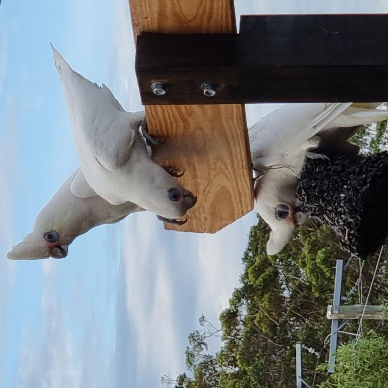 Little_Corella__Cacatua_sanguinea__025.jpg