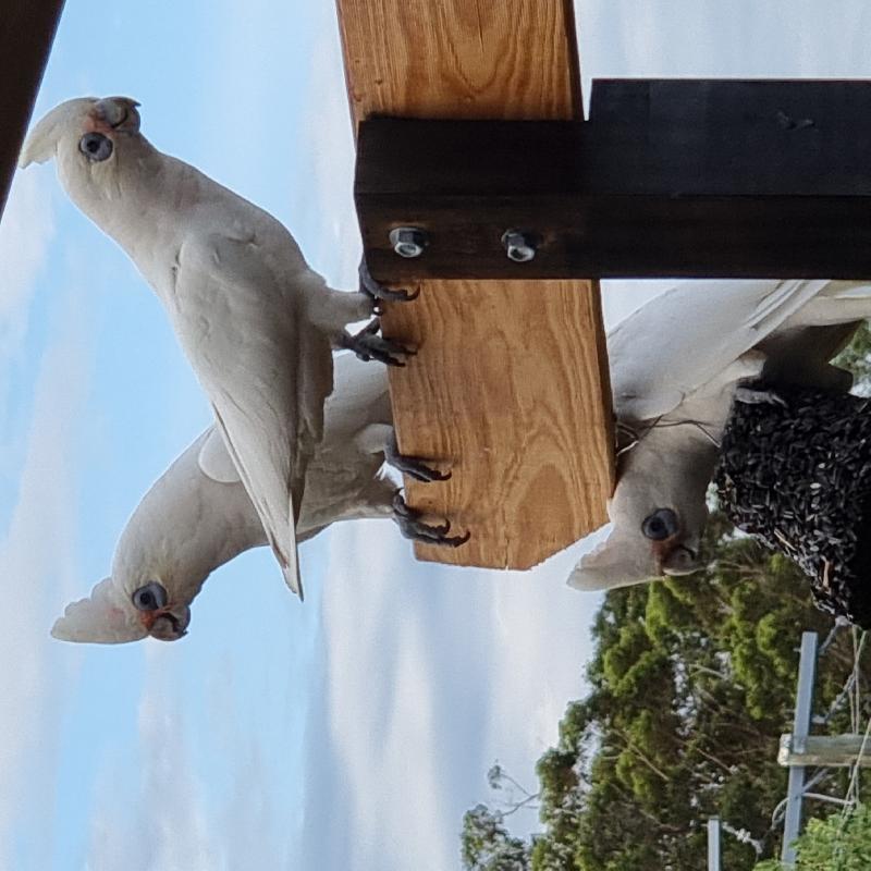 Little_Corella__Cacatua_sanguinea__026.jpg