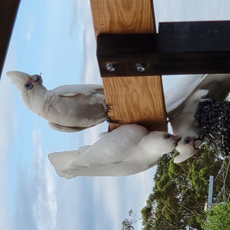 Little_Corella__Cacatua_sanguinea__028.jpg