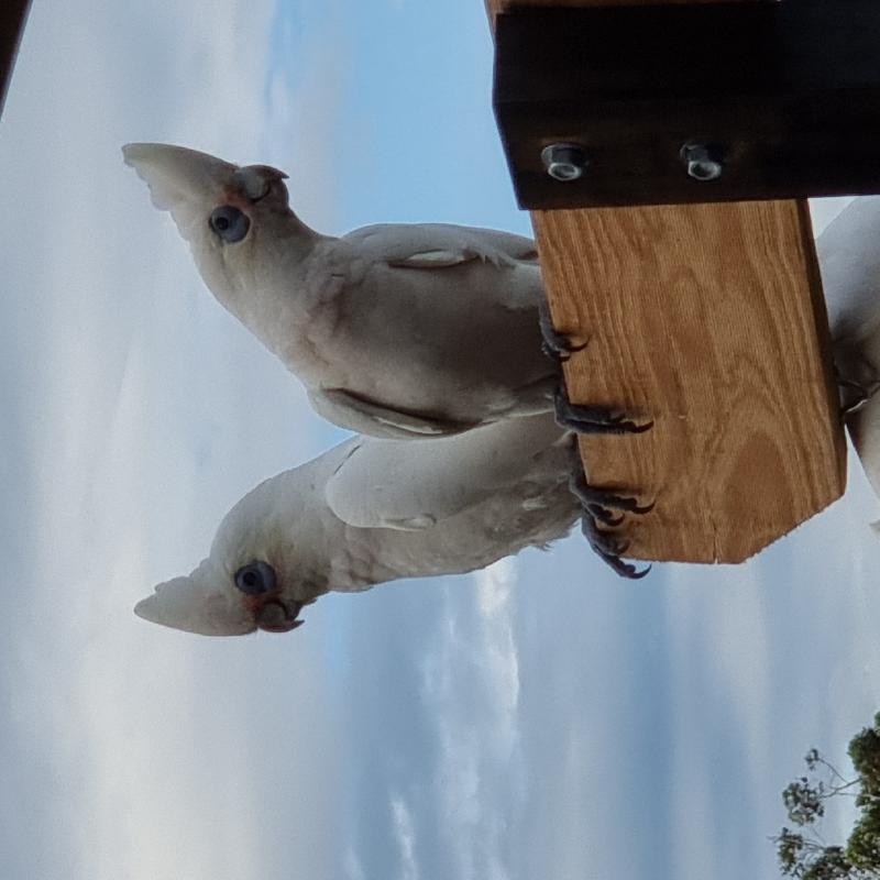 Little_Corella__Cacatua_sanguinea__029.jpg