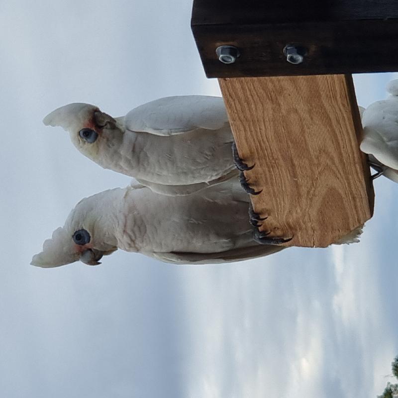 Little_Corella__Cacatua_sanguinea__030.jpg