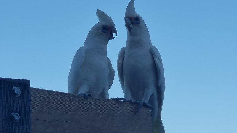 Little_Corella__Cacatua_sanguinea__031.jpg