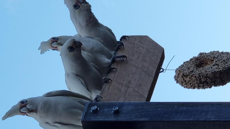 Little_Corella__Cacatua_sanguinea__033.jpg