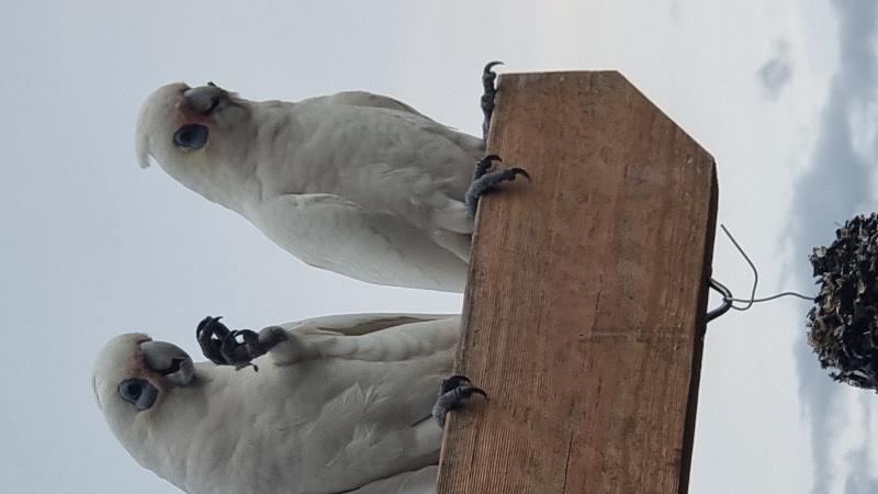 Little_Corella__Cacatua_sanguinea__034.jpg