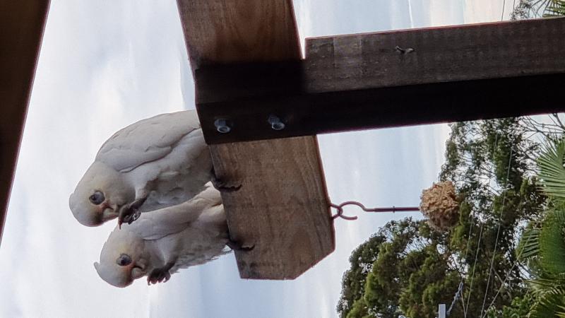 Little_Corella__Cacatua_sanguinea__036.jpg