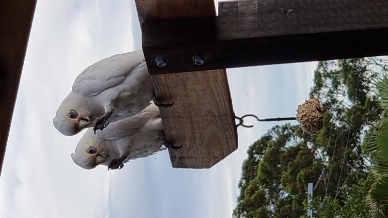 Little_Corella__Cacatua_sanguinea__037.jpg