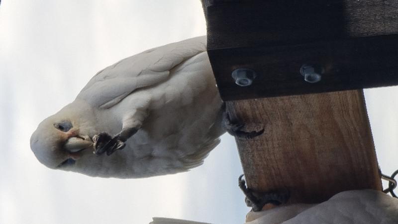 Little_Corella__Cacatua_sanguinea__038.jpg