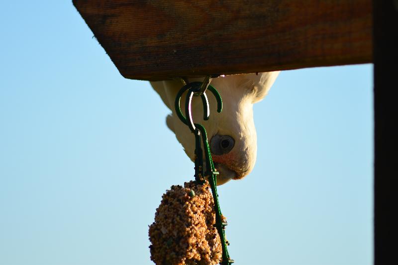 Little_Corella__Cacatua_sanguinea__039.jpg