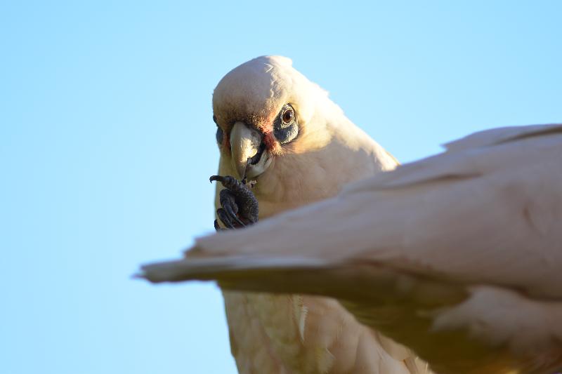 Little_Corella__Cacatua_sanguinea__040.jpg