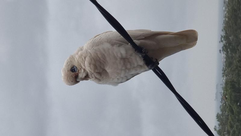 Little_Corella__Cacatua_sanguinea__041.jpg