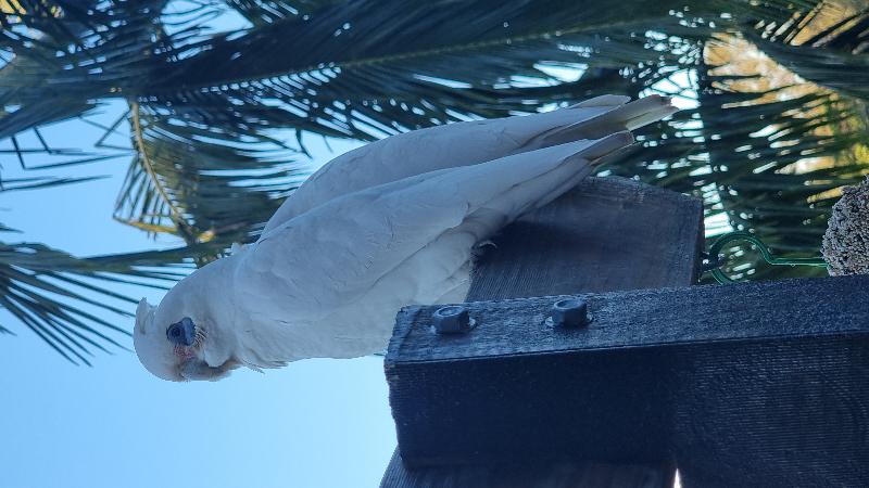 Little_Corella__Cacatua_sanguinea__042.jpg