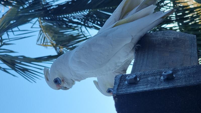 Little_Corella__Cacatua_sanguinea__043.jpg