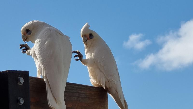 Little_Corella__Cacatua_sanguinea__046.jpg