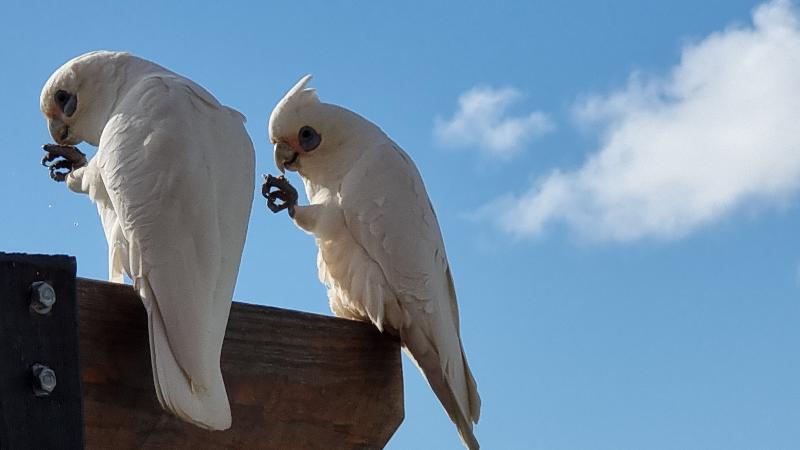 Little_Corella__Cacatua_sanguinea__047.jpg