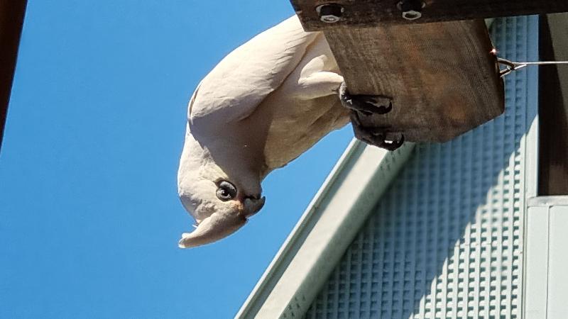 Little_Corella__Cacatua_sanguinea__048.jpg