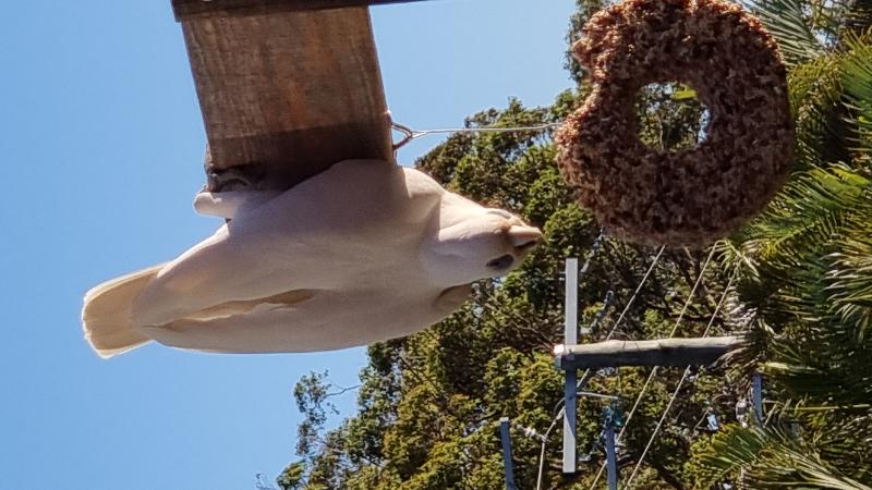 Little_Corella__Cacatua_sanguinea__049.jpg