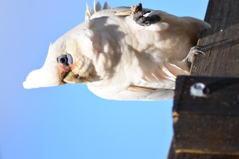 Little_Corella__Cacatua_sanguinea__053.jpg