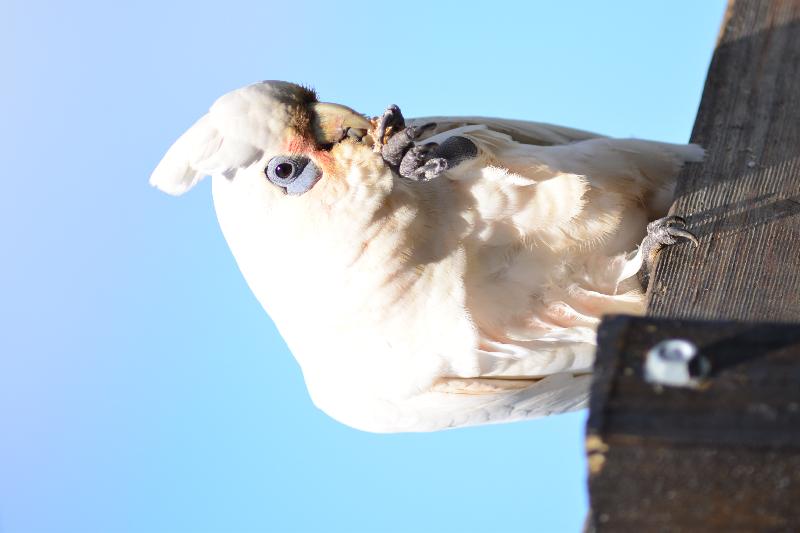 Little_Corella__Cacatua_sanguinea__054.jpg