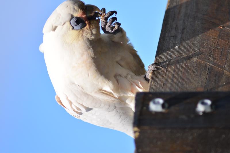 Little_Corella__Cacatua_sanguinea__058.jpg