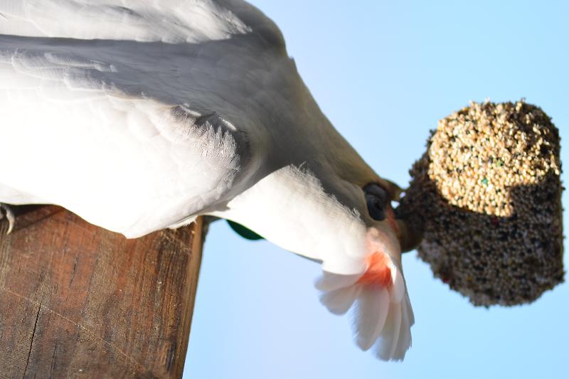 Little_Corella__Cacatua_sanguinea__062.jpg