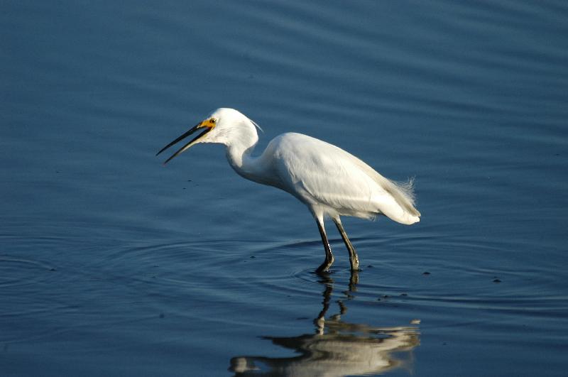 Little_Egret__Egretta_garzetta__001.jpg