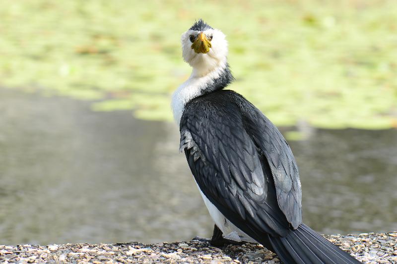 Little_Pied_Cormorant__Microcarbo_melanoleucos__002.jpg