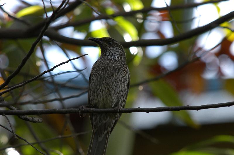 Little_Wattlebird__Anthochaera_chrysoptera__001.jpg