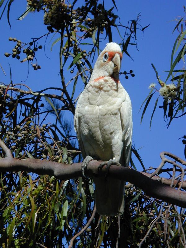 Long-billed_Corella__Cacatua_tenuirostris__001.jpg