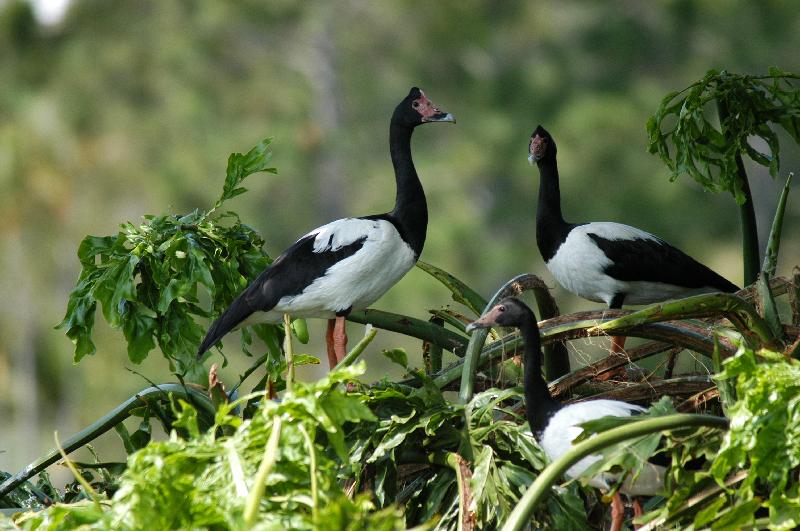 Magpie_Goose__Anseranas_semipalmata__001.jpg