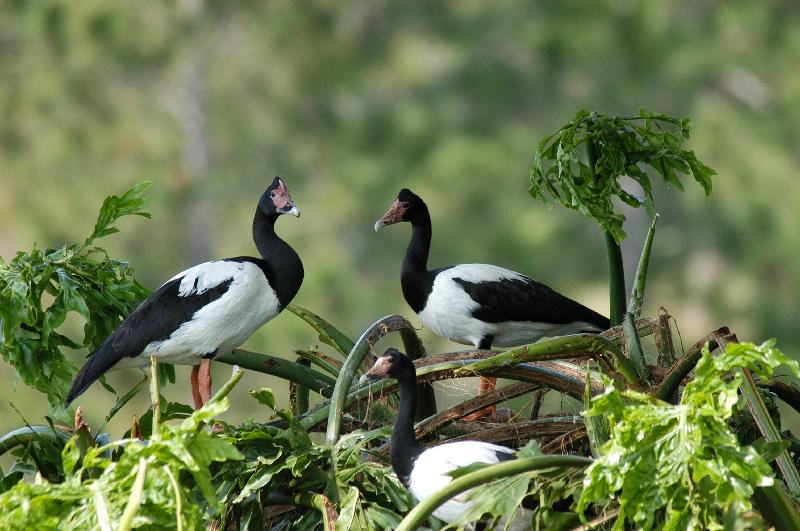 Magpie_Goose__Anseranas_semipalmata__002.jpg