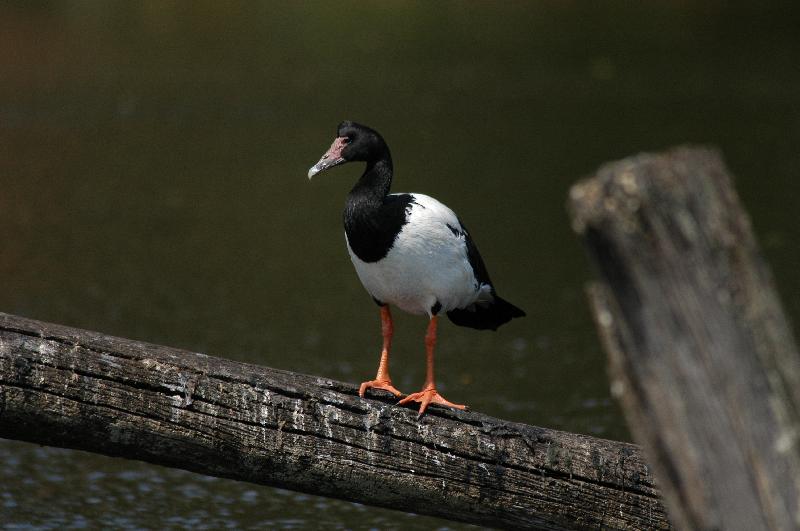 Magpie_Goose__Anseranas_semipalmata__003.jpg