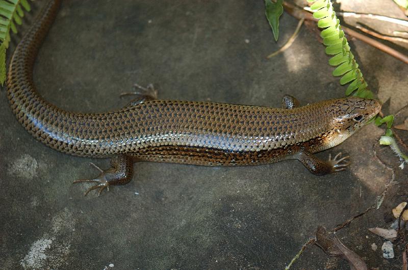 Major_Skink__Bellatorias_frerei__004.jpg