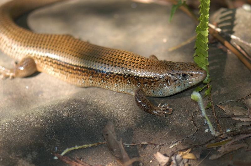 Major_Skink__Bellatorias_frerei__006.jpg